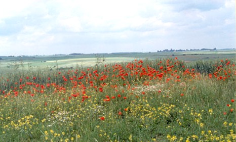 poppies.jpg (45012 bytes)